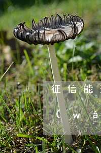 征信能查看欠了多少網(wǎng)貸么(網(wǎng)貸欠多少上征信)