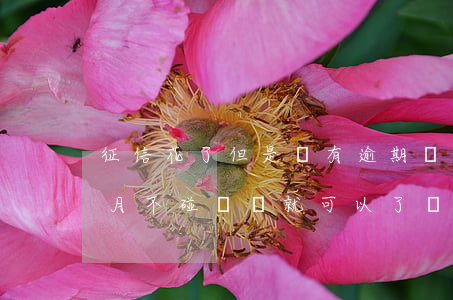 征信花了但是沒有逾期過能貸上款嗎?-三個月不碰網貸就可以了嗎