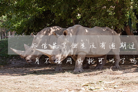征信花了但是没有逾期过能贷上款吗?-三个月不碰网贷就可以了吗
