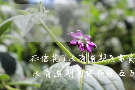 征信花了没有逾期急需贷款五万-征信花了没有逾期急需贷款五万怎么办