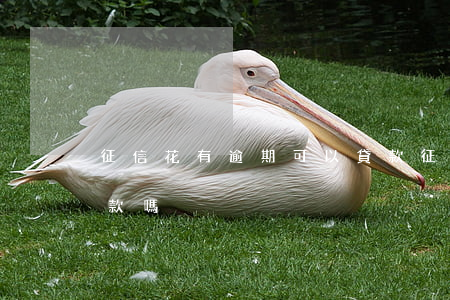 征信花有逾期可以貸款(征信花有逾期可以貸款嗎)