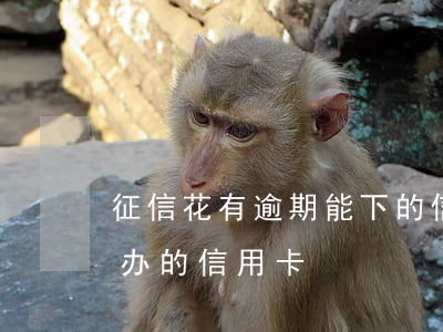 征信花有逾期能下的信用卡(征信花逾期最好办的信用卡)