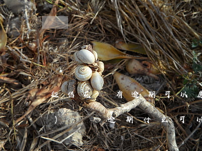 征信花沒有逾期可以房貸(征信花,有負(fù)債,沒逾期什么可以下款)