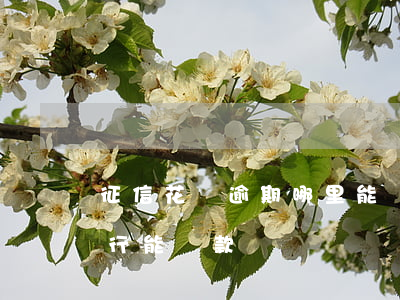 征信花沒逾期哪里能貸款(征信花沒有逾期銀行能貸款嗎)