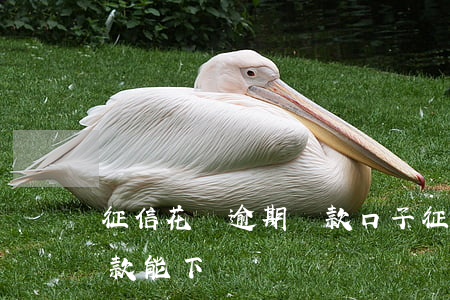 征信花沒逾期貸款口子(征信花無逾期銀行貸款能下嗎)