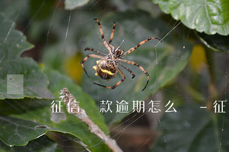 征信貸款逾期怎么辦-征信有逾期怎么貸款