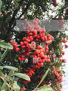 征信購房貸款有一次逾期(征信有一期信貸逾期買房能貸款嗎)