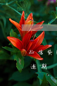 征信贷款逾期能改名字吗(银行可以修改征信逾期)