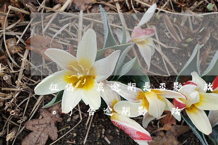 征信輕度逾期是否影響政審-征信報(bào)告逾期影響政審