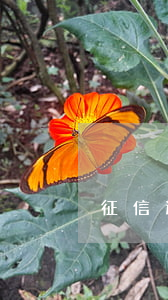 征信逾期10天兩百多（征信逾期10天）