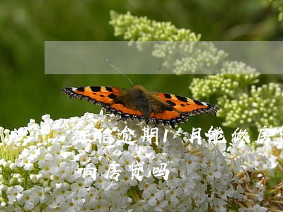 征信逾期1月能做房贷吗(征信逾期一个月影响房贷吗)