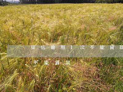 征信逾期1次不能貸款嗎(個人征信幾次逾期不能貸款)