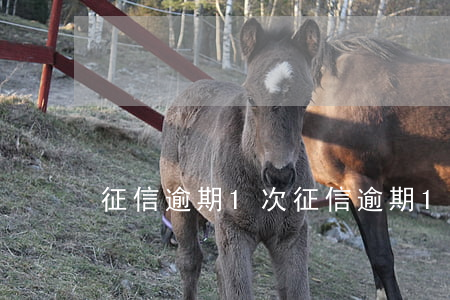 征信逾期1次(征信逾期1次還能貸款嗎)