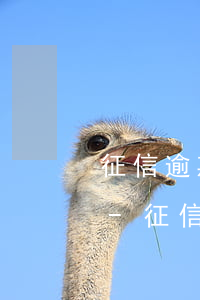 征信逾期29個月要多少時間恢復(fù)-征信逾期29個月要多少時間恢復(fù)正常
