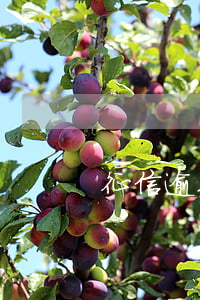 征信逾期2次(征信逾期2次影響大嗎)