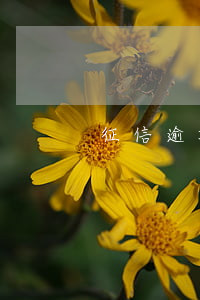 征信逾期5年以后還會有什么后果