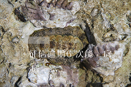 征信逾期6次能辦房貸嗎(征信逾期五次能辦房貸嗎)