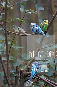 征信逾期7是多少天(征信報(bào)告顯示最長(zhǎng)逾期7個(gè)月)