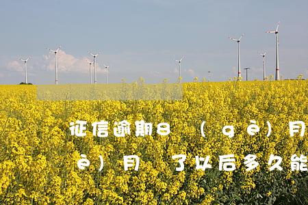 征信逾期8個(gè)月還款(逾期八個(gè)月還了以后多久能恢復(fù)征信)
