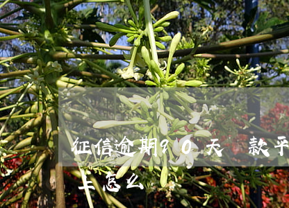 征信逾期90天貸款平臺(征信逾期90天以上怎么辦)