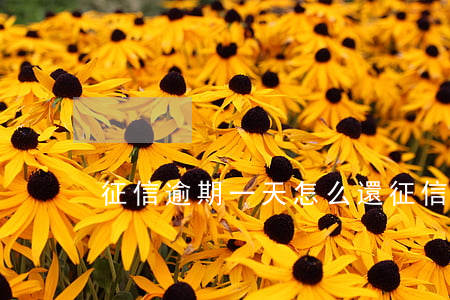 征信逾期一天怎么還 征信記錄 逾期還款一天
