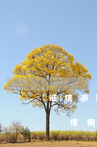 征信逾期一次信用卡能辦么(征信逾期多久能辦信用卡)