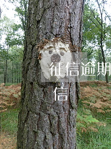 征信逾期一次能貸款嗎(貸款一次逾期影響征信嗎)