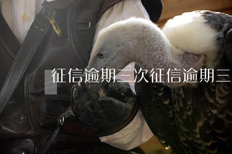 征信逾期三次(征信逾期三次首付要)