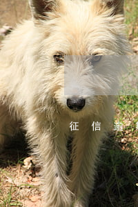 征信逾期上四条(征信4条逾期记录)