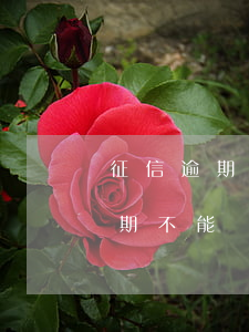 征信逾期不能貸款規(guī)定（征信有逾期不能貸款）