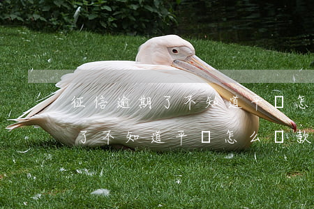 征信逾期了不知道平臺怎么還款-征信逾期了不知道平臺怎么還款了