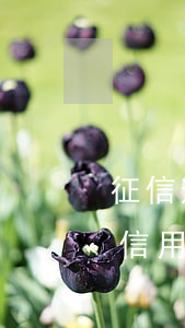 征信逾期了信用卡還能用嗎(征信逾期還能辦信用卡)