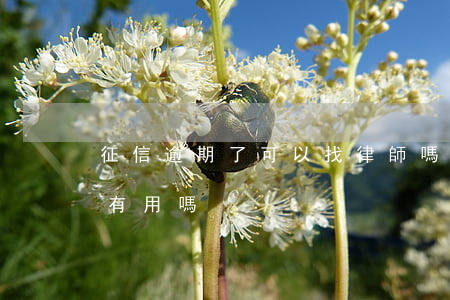 征信逾期了可以找律師嗎(信用卡逾期找律師有用嗎)