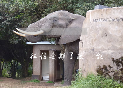 征信逾期了政審能過嗎(征信有逾期政審能過嗎)