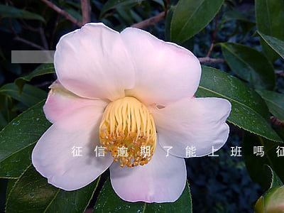 征信逾期了能上班嗎(征信有逾期可以上班嗎)