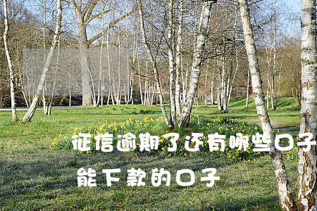 征信逾期了还有哪些口子能借钱(征信有逾期能下款的口子)