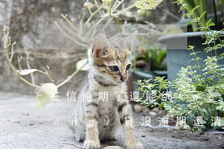 征信逾期了還能網(wǎng)貸嗎(網(wǎng)貸沒逾期還清了影響征信嗎)
