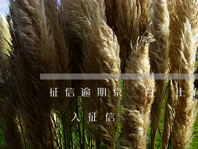 征信逾期京東白條上有額度嗎(京東白條逾期納入征信嗎)