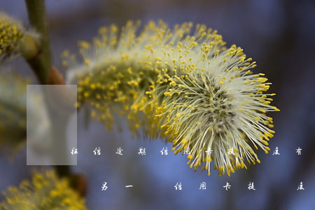 征信逾期信用卡提額度(有一個信用卡逾期,影響另一個信用卡提額度)
