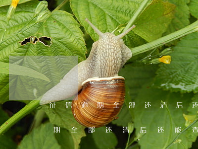 征信逾期全部还清后还能查出来吗-征信逾期全部还清后还能查出来吗知乎