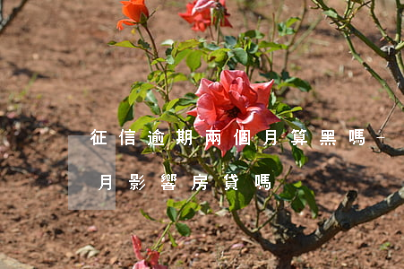 征信逾期兩個月算黑嗎-個人征信逾期兩個月影響房貸嗎