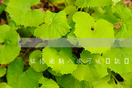 征信逾期八次可以貸款嗎