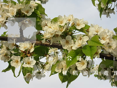 征信逾期公司聯(lián)系不上錢去哪里交-征信逾期處理公司