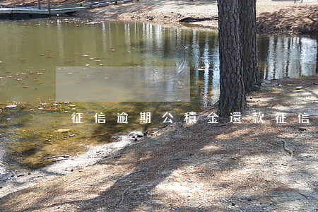 征信逾期公積金還款(征信逾期 公積金)