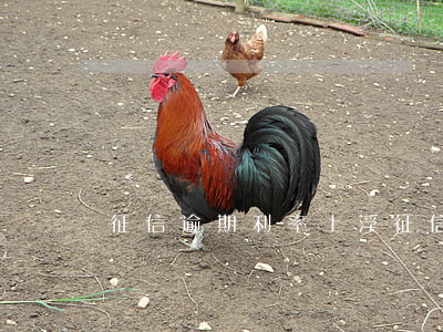 征信逾期利率上浮(征信逾期貸款利率上浮)