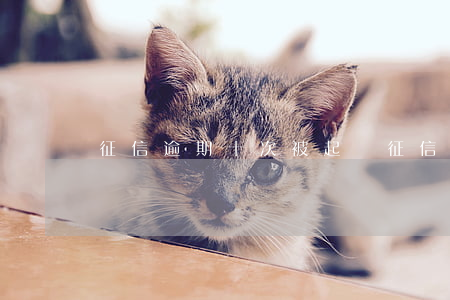 征信逾期十次被起訴(征信有10次逾期)
