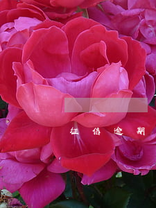 征信逾期去哪能貸款(征信逾期能貸款嗎)