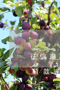征信逾期去建行辦貸款(建設(shè)銀行貸款逾期拖欠一個(gè)月還是被起訴了)