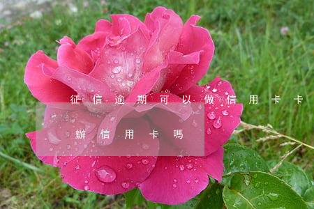 征信逾期可以做信用卡卡員嗎(征信逾期可以辦信用卡嗎)