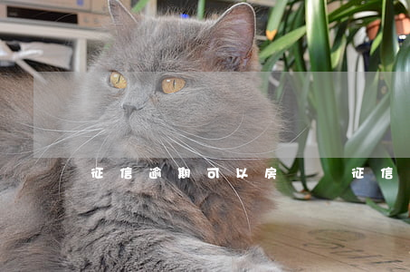 征信逾期可以房貸嗎(征信逾期可以房貸嗎)